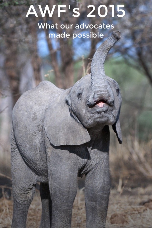 African Wildlife Foundation's (@AWF_Official) Story On Steller